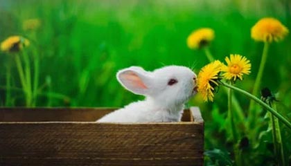 kaiyun开云入口平台-裁判判罚标准新规引发热议，裁判判罚标准新规引发热议规定